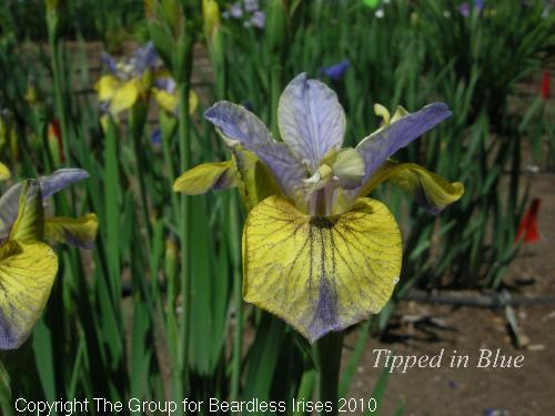 Tipped In Blue